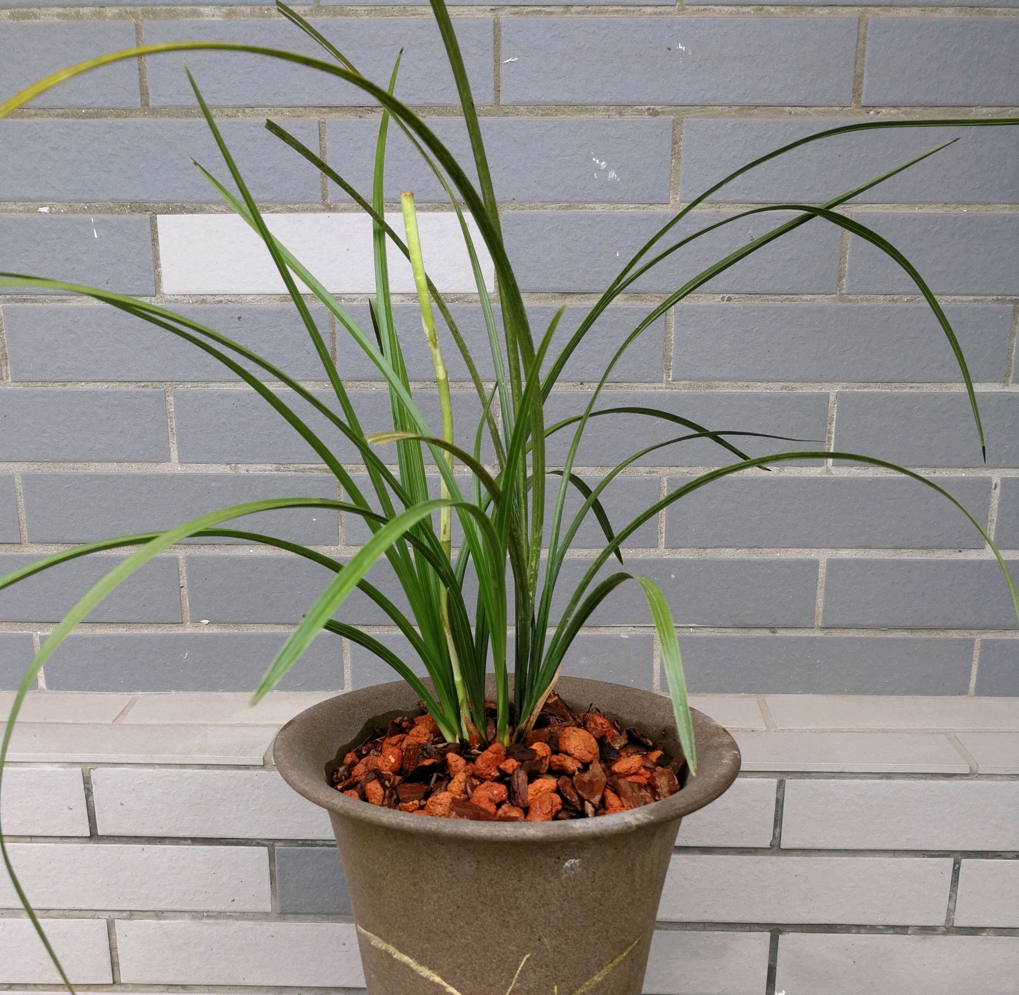 兰花叶子太高了可以修剪吗,兰花叶子太长了可以修剪吗