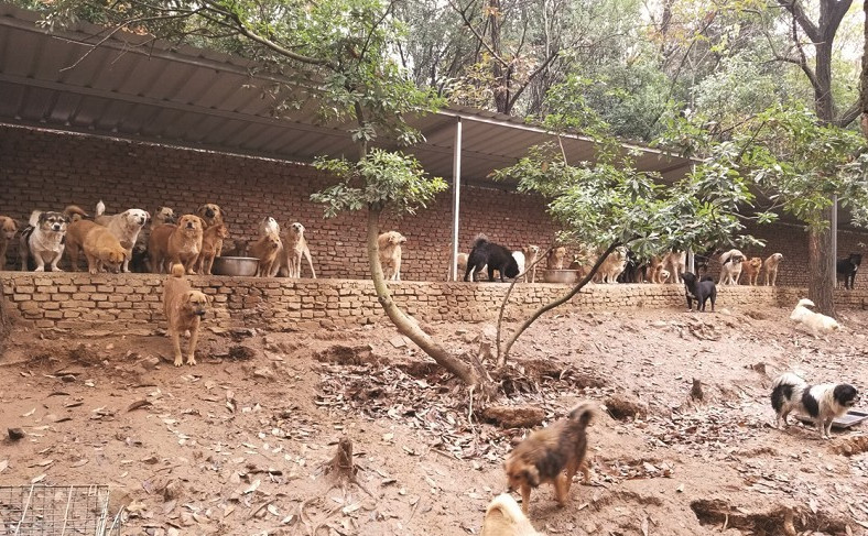 半年来多了百只动物，无锡流浪伤残动物之家等你“带它回家”