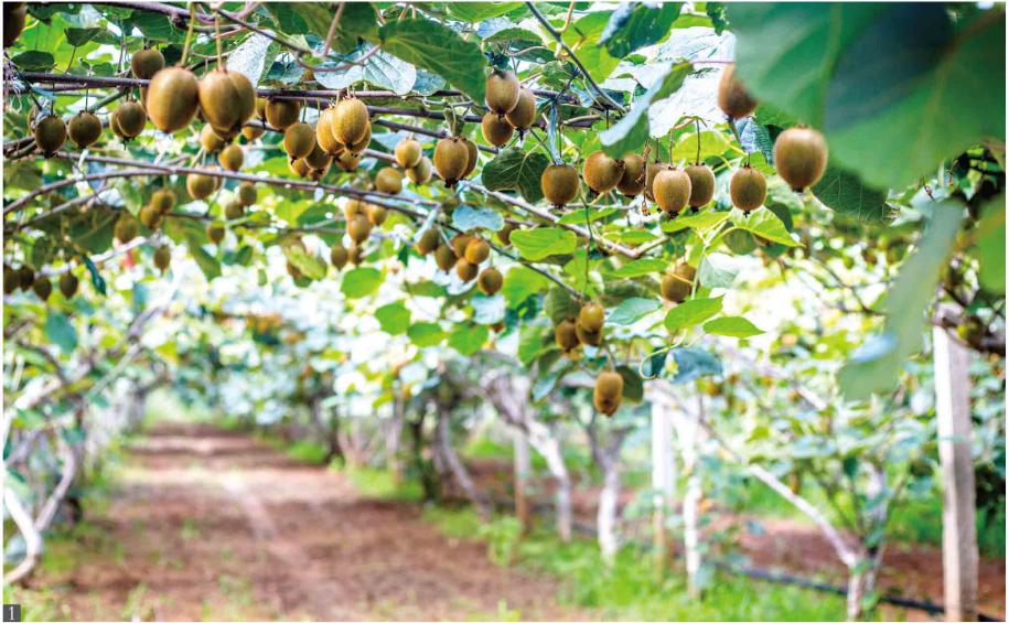 南阳｜南北过渡带上的“聚宝盆”，养出南阳人“纠结的舌头”