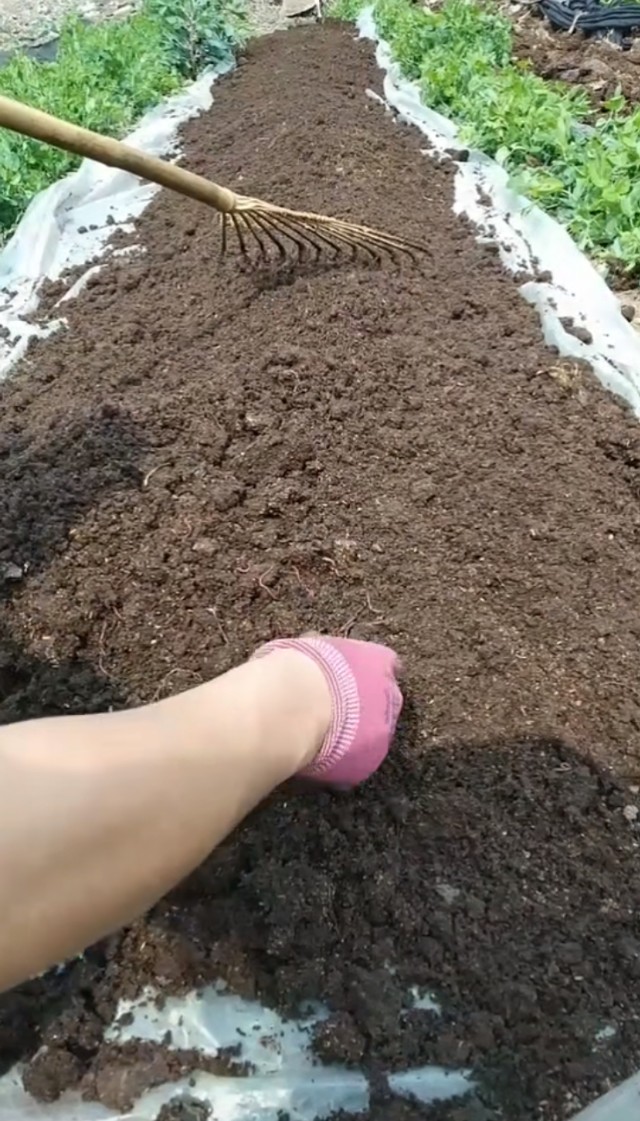 女大学生回家创业养上千头猪,北漂奶奶返乡创业高原养蚯蚓致富