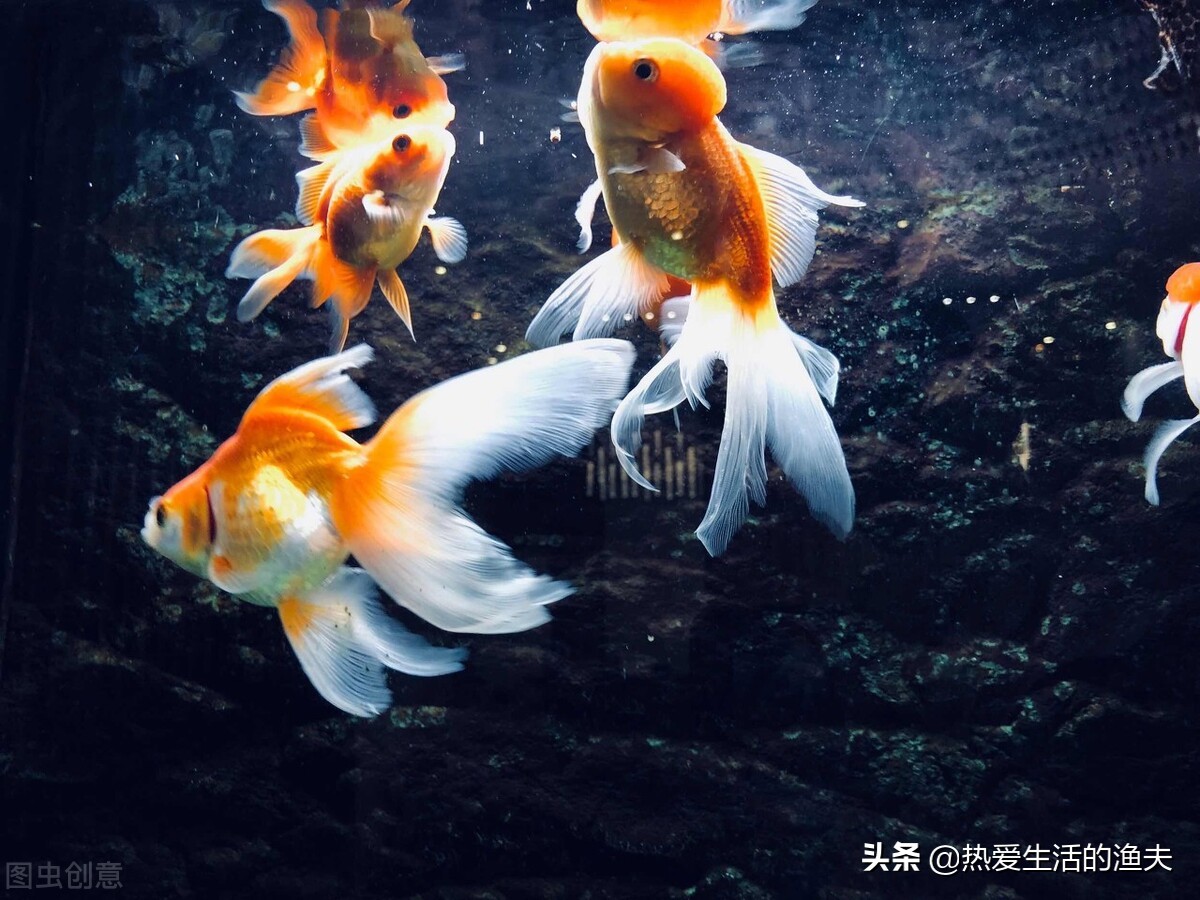 为啥买回来的金鱼不生小鱼,为什么刚买回来的金鱼不动