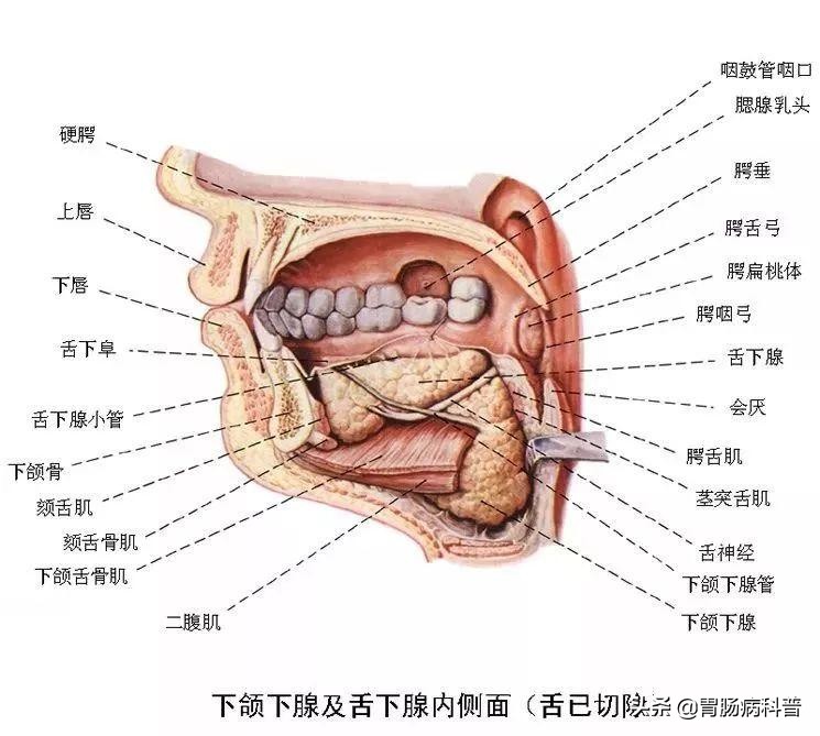 消化系统解剖图视频,消化系统解剖图手绘简单