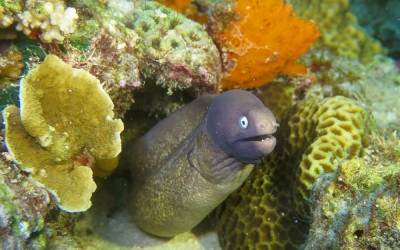 菲律宾长滩潜水攻略,菲律宾长滩岛潜水要满18吗