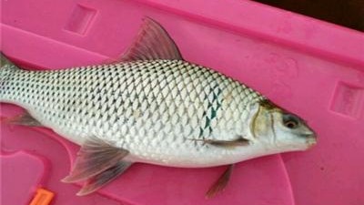 怎样钓老鱼视频教程,老钓友亲身传授野钓鲫鱼的秘诀