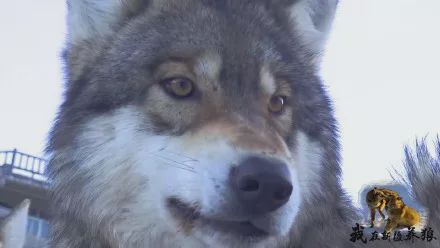 养狼disco：我在*疆新**，把狼养成了哈士奇