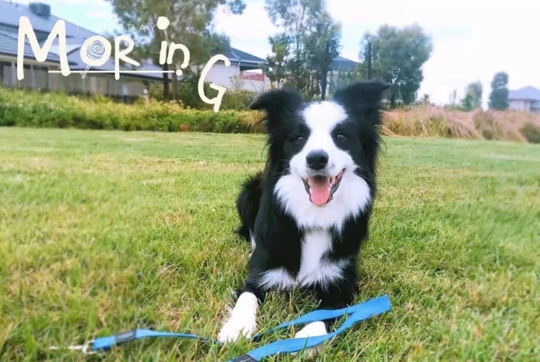 宠物经济市场前景,宠物经济下一个趋势