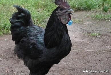 鸡冠颜色变白什么病,鸡冠黑了是得了什么病