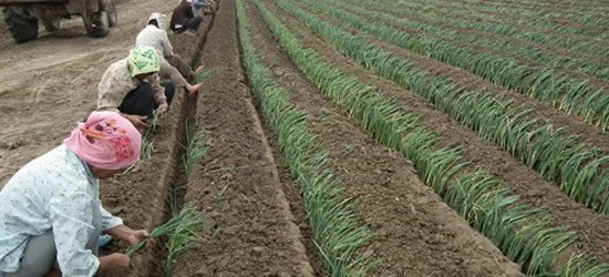 大葱葱白腐烂、死亡，是葱小菌核病在作怪，对症下药，轻松解决