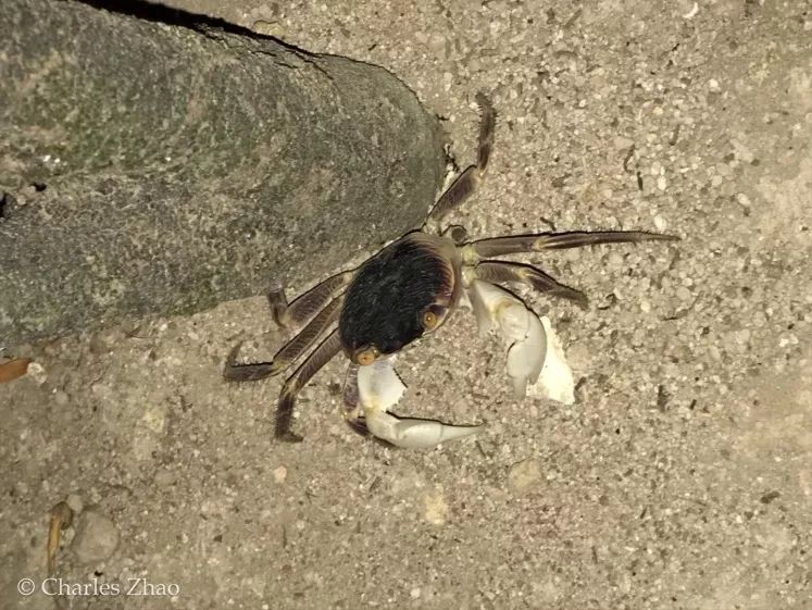 听说过网红猫岛、猪岛，见识过真正硬核的“蟹岛”吗？