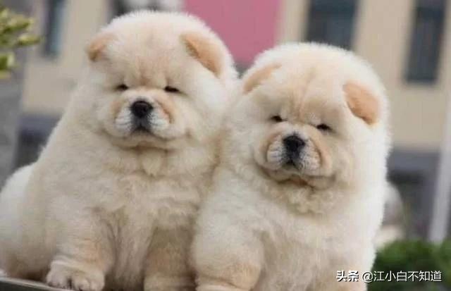 世界上最好的狗狗是不是拉布拉多,拉布拉多是世界上最可爱的小狗