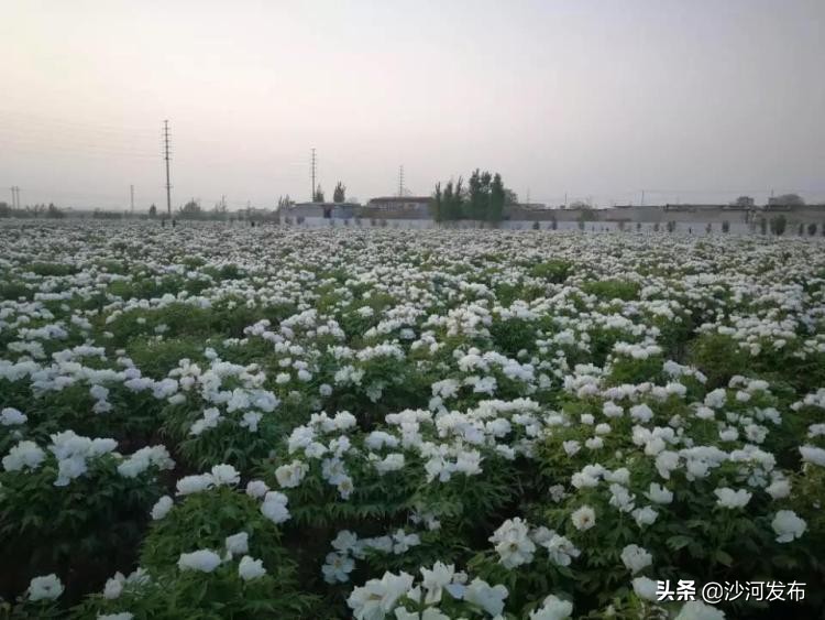 邢台看牡丹最佳地方,邢台牡丹基地在哪里
