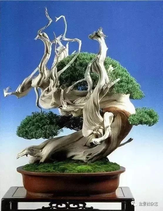 日本黄金光叶榉盆景 (日本风神盆景图片)