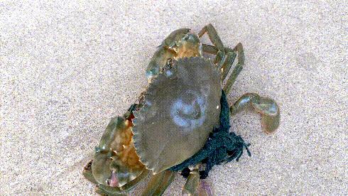 九月份的螃蟹怎么吃好吃,这个季节的螃蟹个个肥美好吃