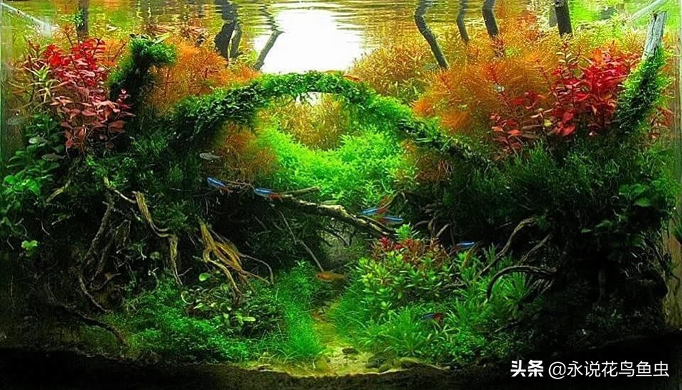 草缸有必要晚上开灯吗,草缸是连续开灯还是间歇开灯