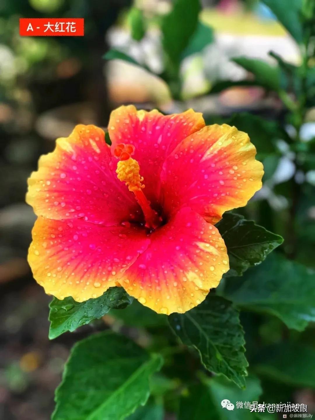 扶桑花和木槿花的区别图片,扶桑木槿花图片