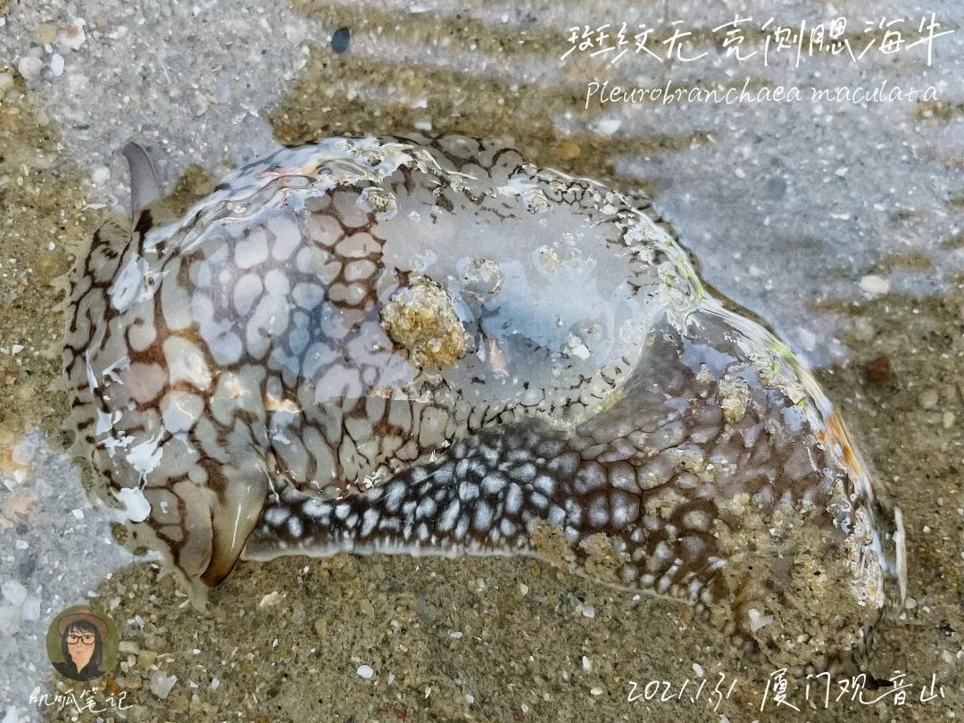 鼓浪屿赶海抓虫,鼓浪屿赶海佛手螺