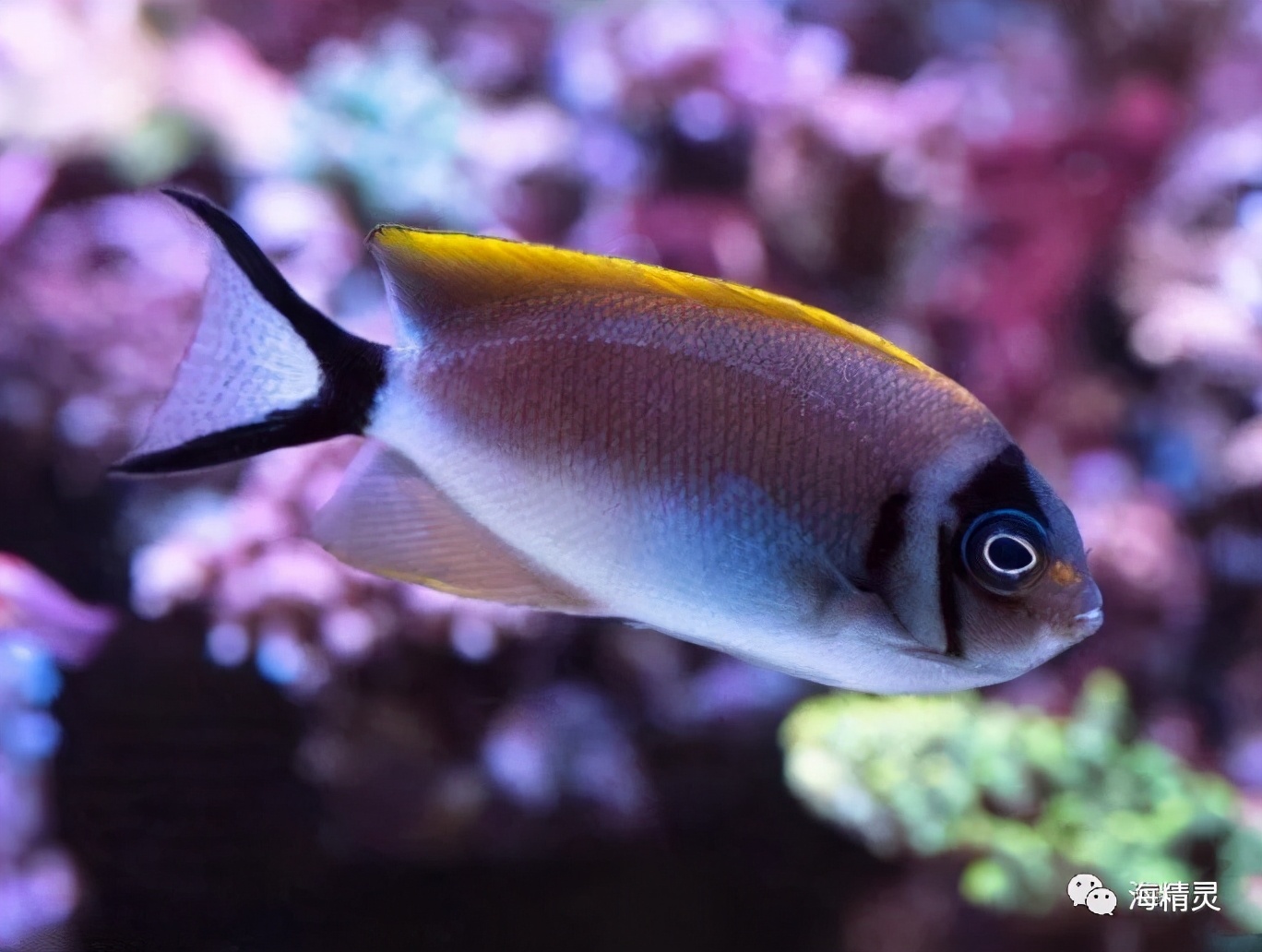真正的亚洲美人—蒙面燕尾神仙鱼