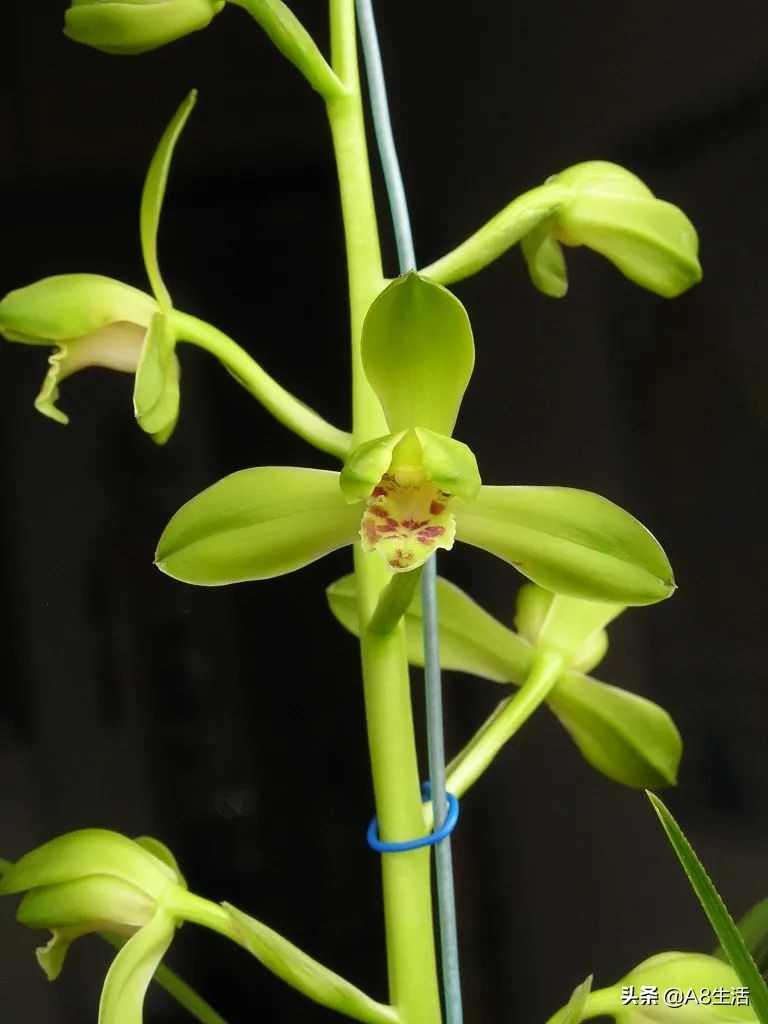 每日一兰花故事～中国兰花.惠兰名品.大一品