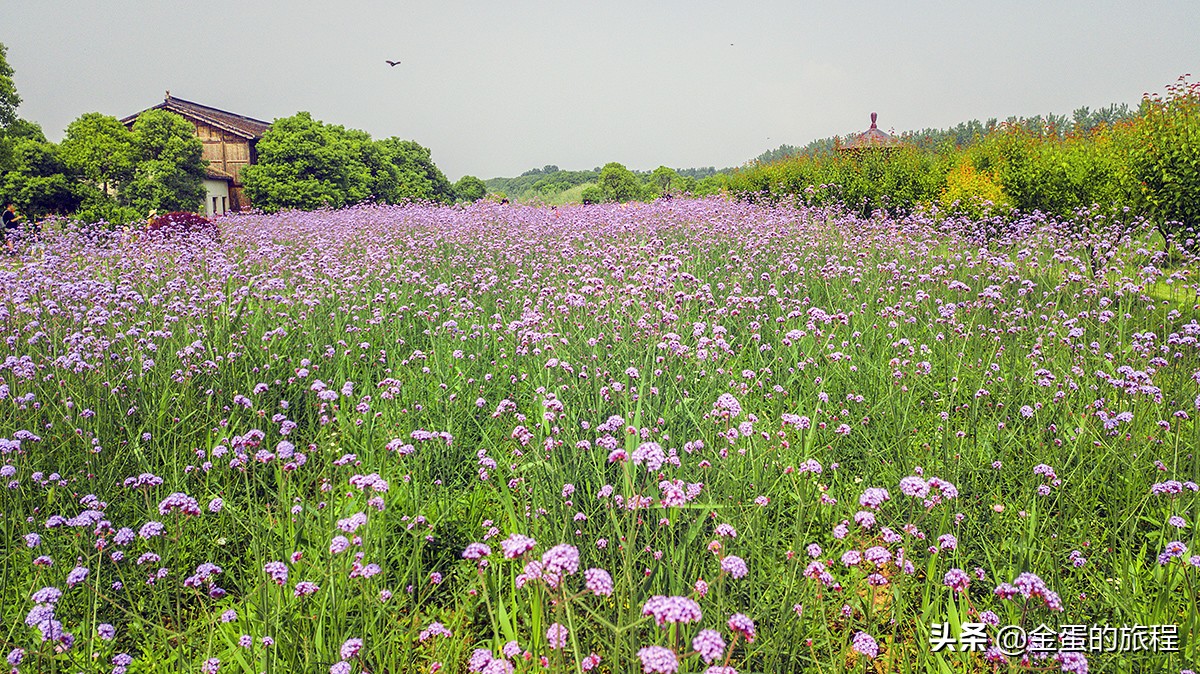 苏州旅游沙家浜,人人都知江南好下一句