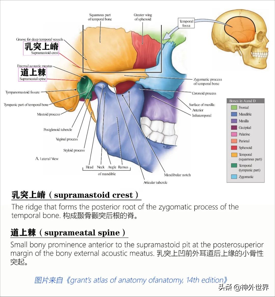 颞骨解剖,颞肌解剖讲解