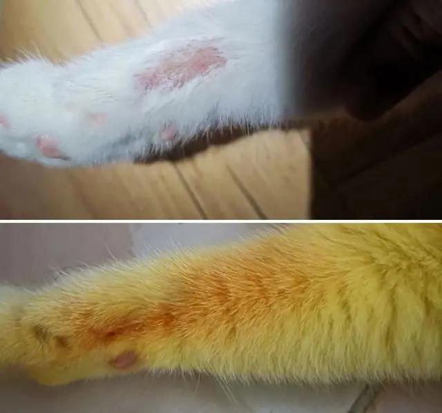 铲屎官用什么治猫癣,铲屎官长猫癣涂什么药膏