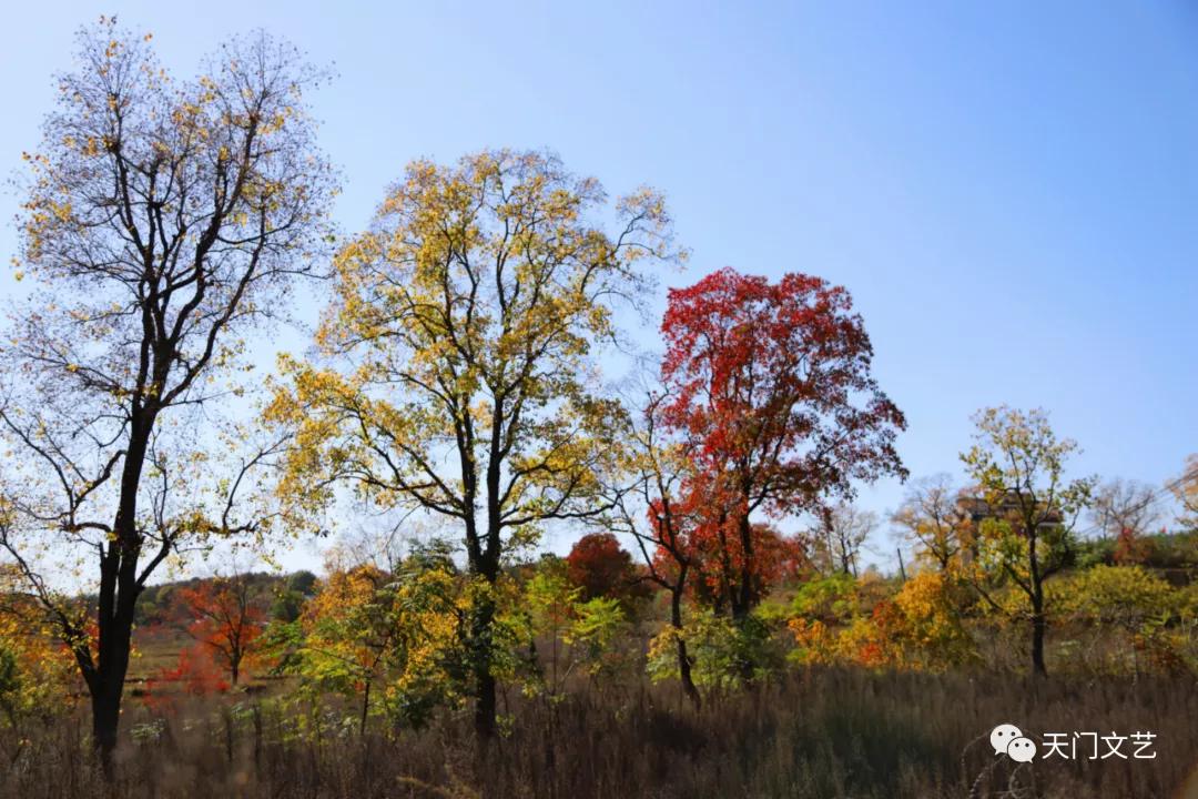 石宗佑,那些学珠心算的神童后来怎么样了