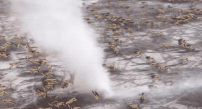 一群机器狗表演,一群机器狗视频