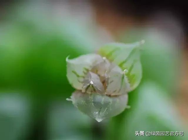 多肉开花怎么办呢,多肉开花的原因和解决方法