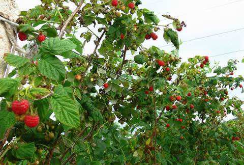 红彤彤的野果味道棒极了,哪种树莓果子最好吃又好种植