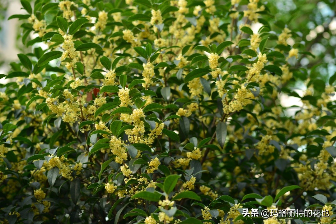 花园里四季常青的树,花园里四季都绿的植物