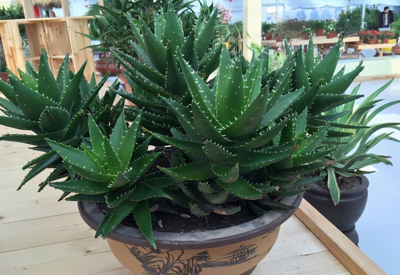 芦荟越来越干瘪如何挽救,芦荟瘪了咋办