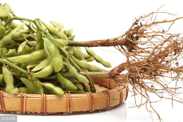 大豆主要病虫害及防治,大豆病虫害如何预防