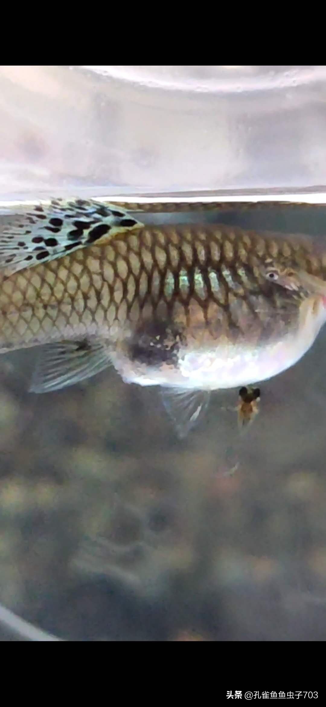 孔雀鱼都是怎么交配的？