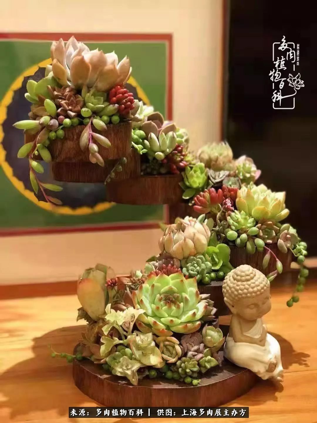 2023多肉展会直播,2023上海多肉植物展