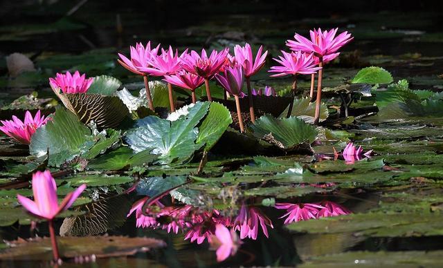 莫奈作品高清大图名画睡莲,莫奈的画高清大图睡莲