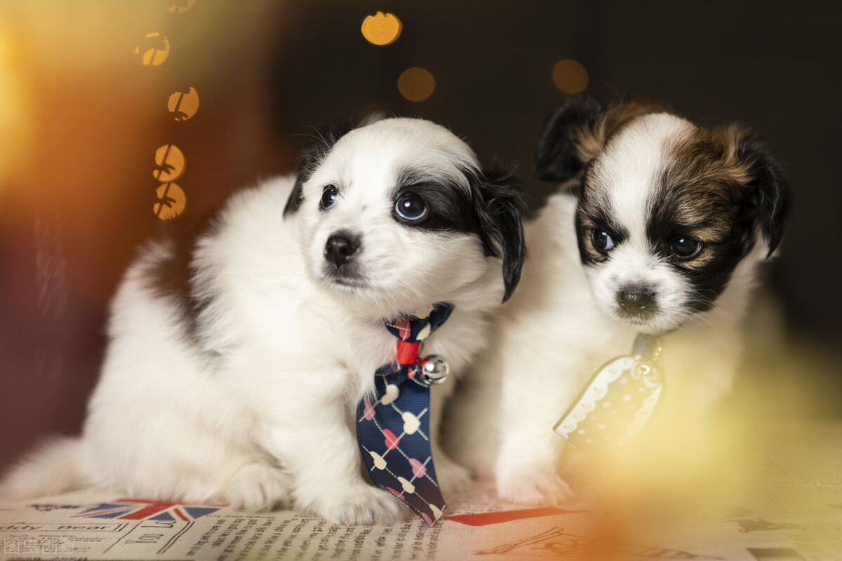 新到家的小狗总是哭该怎么办？