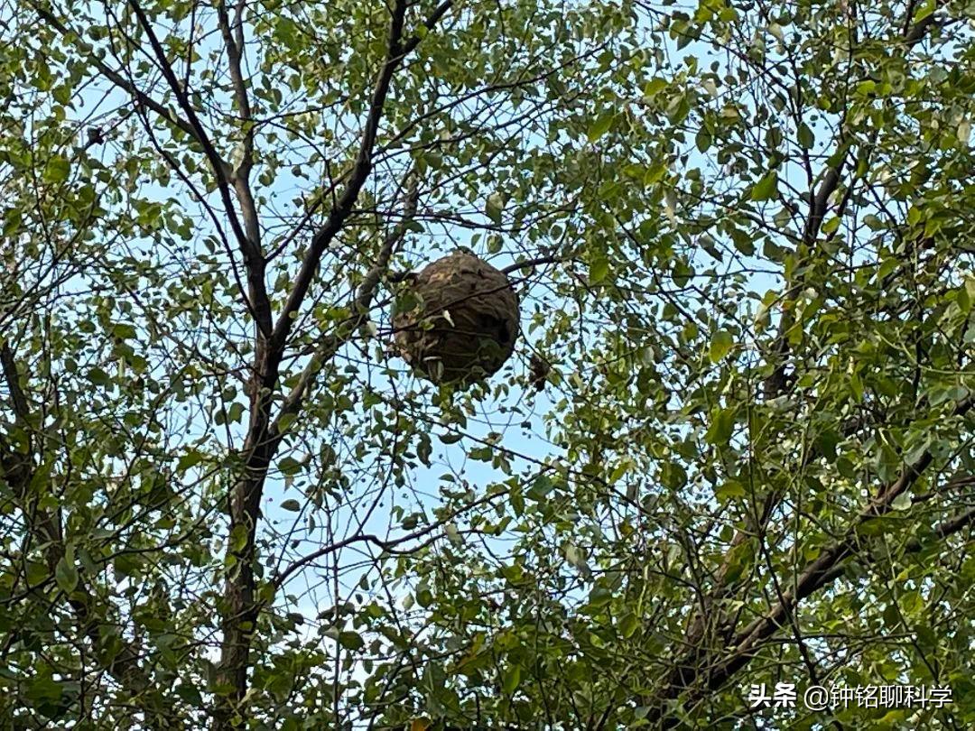 马蜂蜇人时怎么保护自己,马蜂被蛰为什么这么厉害