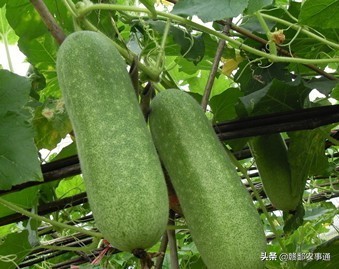 种植节瓜用什么肥才能高产,怎样才能使黄瓜高产多结瓜