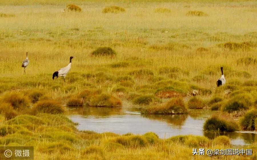 禁止野生动物保护环境人人有责,保护生态环境禁止野生动物上餐桌