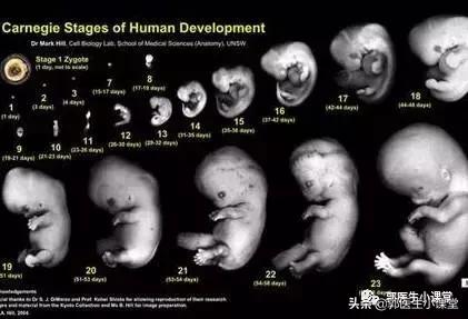 活性叶酸和普通叶酸有什么区别,l-甲基叶酸和叶酸有什么区别