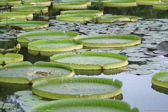 舌尖上的美食儿时的味道找了好久,有一种美食叫做童年回忆
