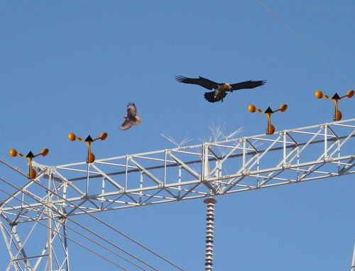 玉米种植防鸟小妙招,玉米成熟期防鸟的最佳方法