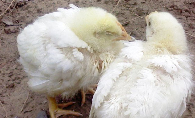 鸡咳嗽甩头呼噜用什么药治疗,鸡感冒呼噜咳嗽喂什么药最好