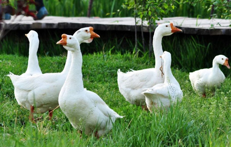 广西一马路上惊现十几条眼镜蛇,广西一马路上惊现十多条眼镜蛇