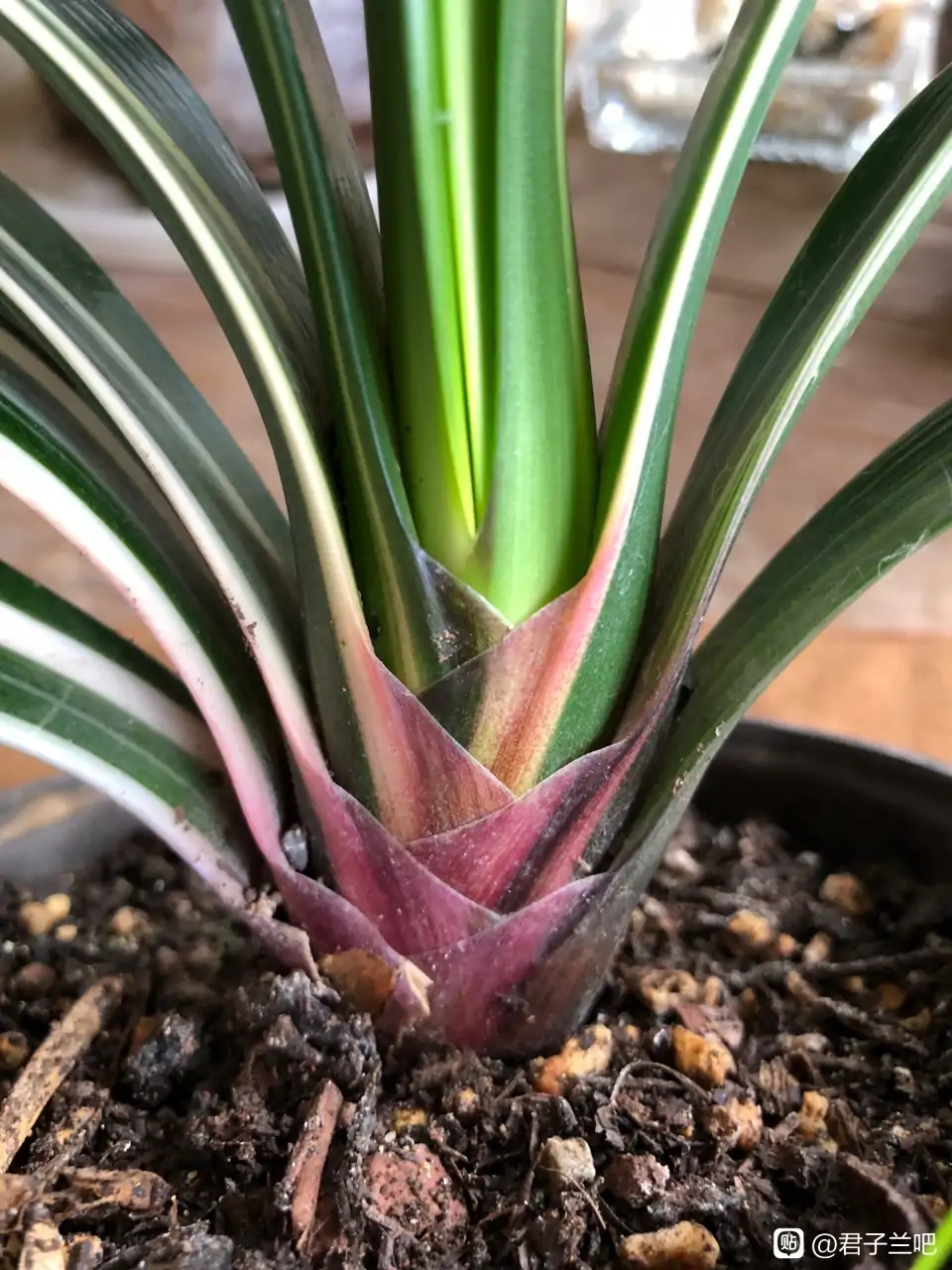 这“38种花”，当你开始收集品种时，你已入坑颇深