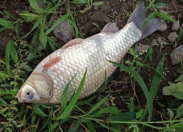 白鲫是白甲鲫鱼吗,白鲫钓大鲫鱼视频