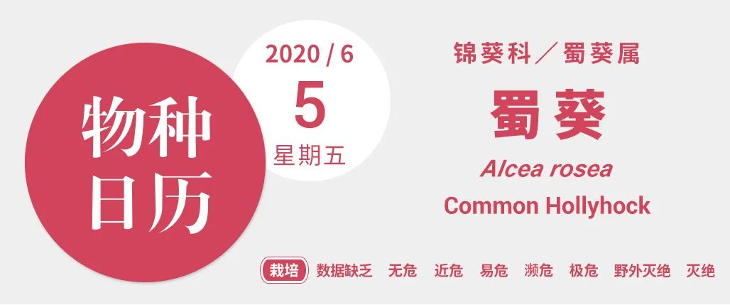 成都能种的花,成都庭院种什么花