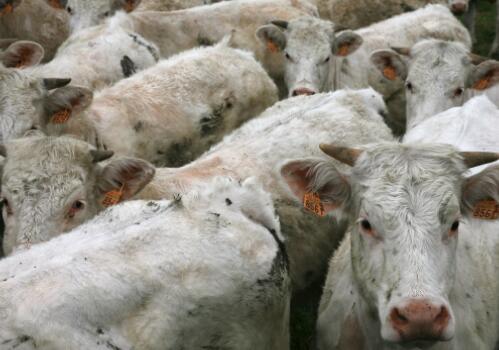 母牛饲养与疾病防治,母牛的特点和饲养管理技术