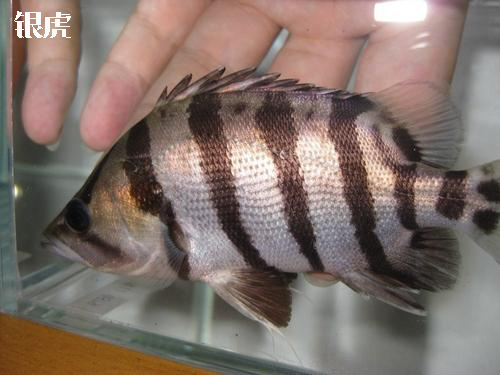 虎鱼泰国好还是印尼好,虎鱼跟泰国虎鱼