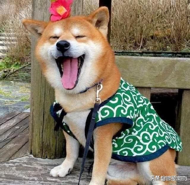 常见宠物狗类型及价格表,几种常见宠物狗的价格图片对比